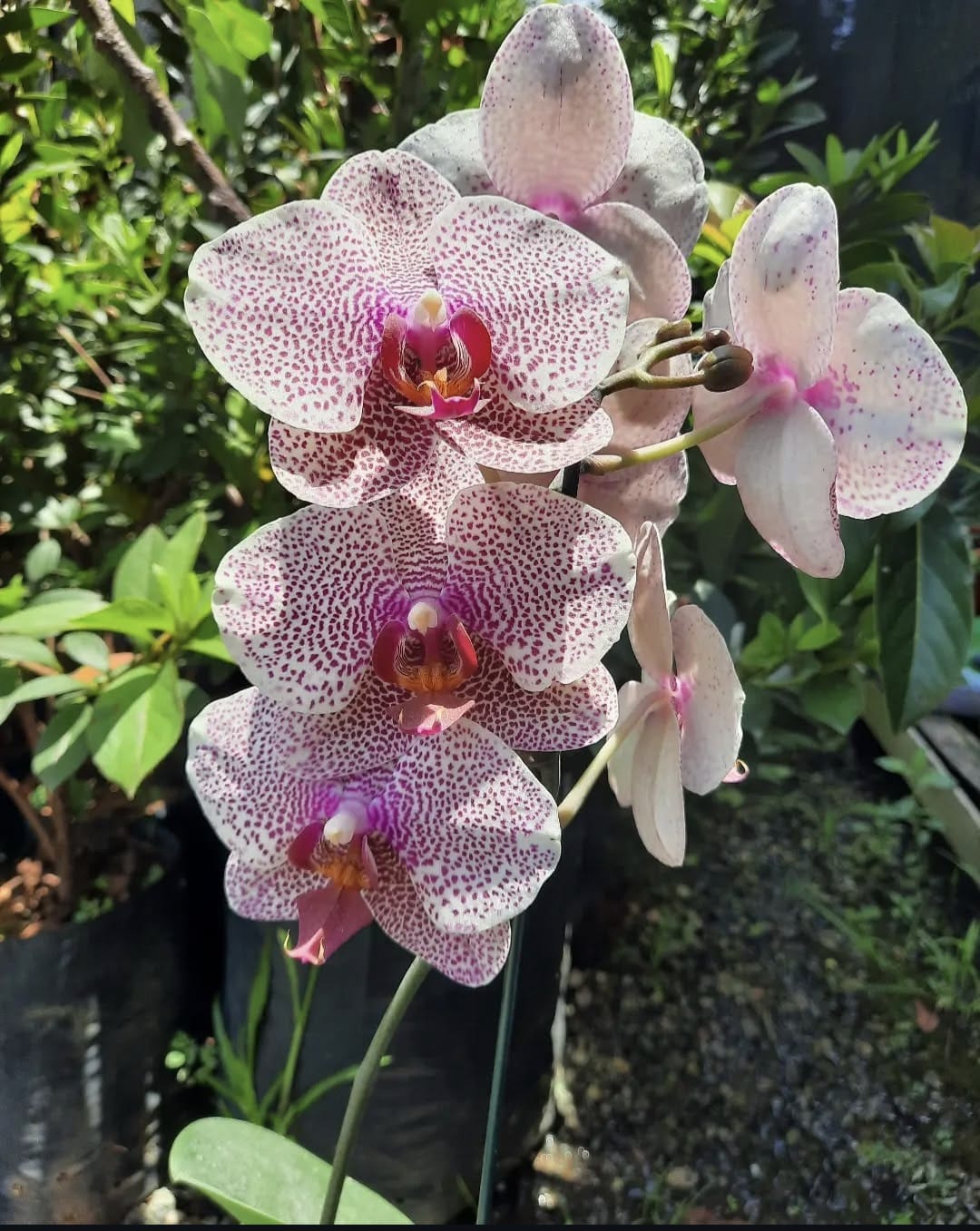 Phalaenopsis branca com rosa